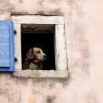 og at the window Licensed via Shutterstock, Bildnummer: 193579130 Urheberrecht: sivivolk/Shutterstock